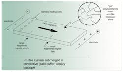 Primer Figure 1 Primer Figure 1
