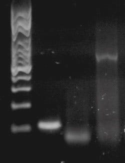 Primer Figure 1 Primer Figure 1