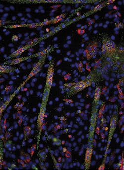 Micro Rna And M Rna Visualization In Differentiating C1 C12 Cells Cmyk Micro Rna And M Rna Visualization In Differentiating C1 C12 Cells Cmyk