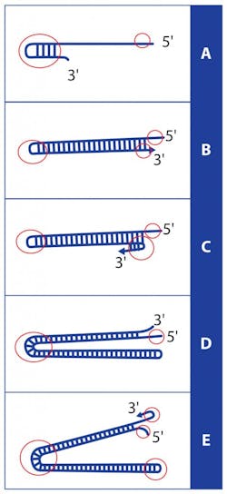 Figure1 201512 Primer Dna Molecule 471x1024 Figure1 201512 Primer Dna Molecule 471x1024