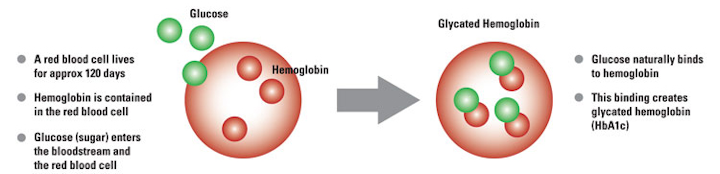 The Continuing Case For Point Of Care Testing For Hba1c Medical Laboratory Observer