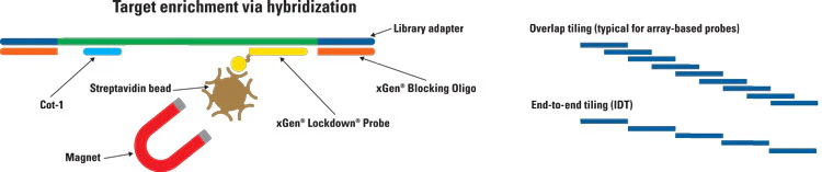 Ngs Capture Probe Based The technology and clinical applications of hybrid capture NGS ...