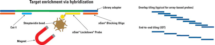 of hybrid capture ngs