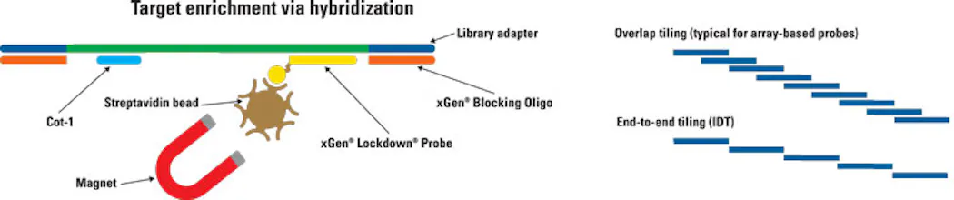 Targeted Capture Ngs The technology and clinical applications of hybrid capture NGS ...