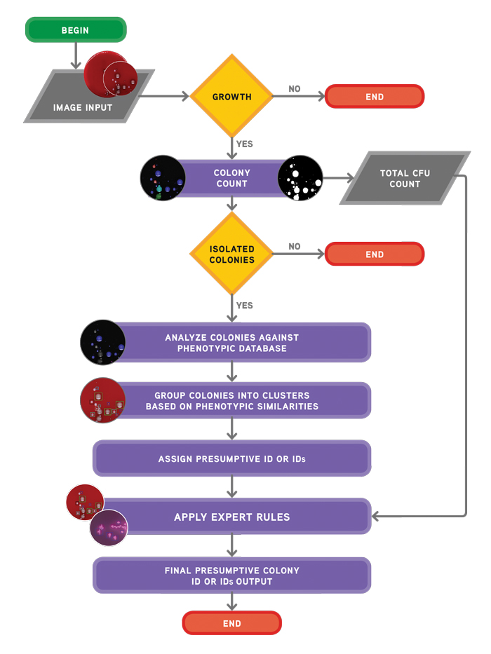 Artificial Intelligence In Microbiology For Faster Actionable