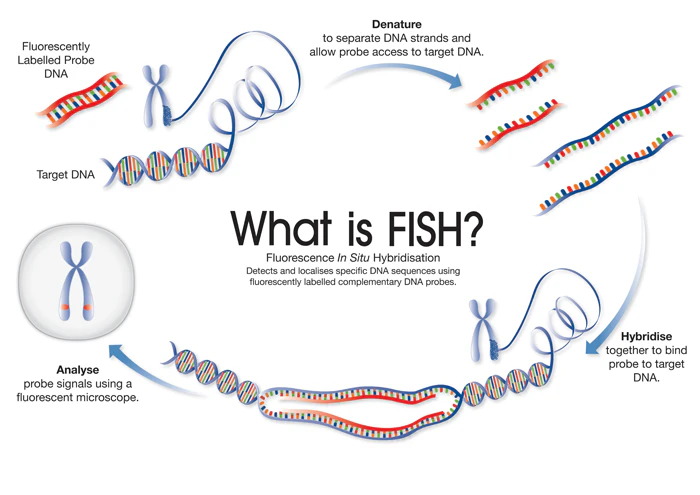 FISHing in the genomic testing age | Medical Laboratory Observer