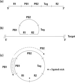 Mlo201804 Primer Fig1 Mlo201804 Primer Fig1