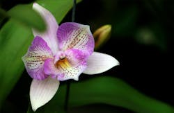 Beautiful Bloom Blooming 1038008 Beautiful Bloom Blooming 1038008