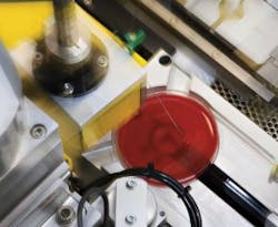 Wasp Loop 300x246 Wasp Loop 300x246