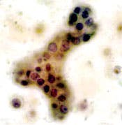 0309cover Fig3 0309cover Fig3