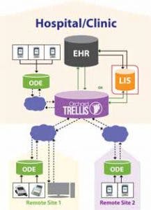 2018 Trellis Diagram2 217x300 2018 Trellis Diagram2 217x300