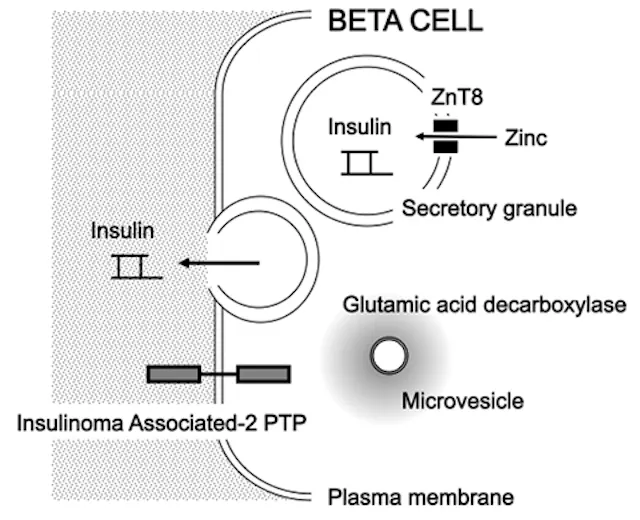 The clinical application of islet autoantibody testing for the ...