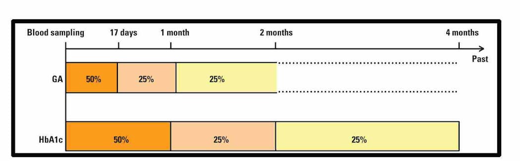 Figure 2. Measurement of glycated albumin can confirm changes in blood glucose status one to two weeks after the commencement of treatment, whereas HbA1c presents a longer term (two to three months) window. Blood glucose status may be more accurately assessed in a monthly interval with the measurement of glycated serum protein.