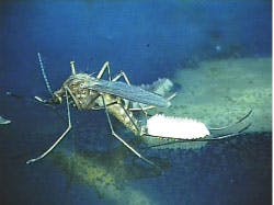 Cover Bug2 Cover Bug2