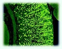 Mlo0203observ1 Mlo0203observ1