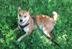 Wolfgang throws caution to the wind and lays in the Connecticut grass Wolfgang throws caution to the wind and lays in the Connecticut grass