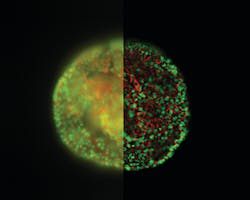 Figure 1. HeLa cell spheroid stained with Alexa Fluor 568 Phalloidin (Actin) and YOYO 1 iodide (Nucleus). Acquired with a standard wide field fluorescence microscope (left half) and an exposure of the same sample taken with a THUNDER imager (right half).