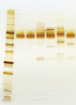 Figure 1. Extreme purity with NEB’s T4 DNA Ligase. Equivalent amounts of protein were loaded, and silver stained using SilverXpress. Marker M is NEB’s Broad Range Protein Marker. Figure 1. Extreme purity with NEB’s T4 DNA Ligase. Equivalent amounts of protein were loaded, and silver stained using SilverXpress. Marker M is NEB’s Broad Range Protein Marker.