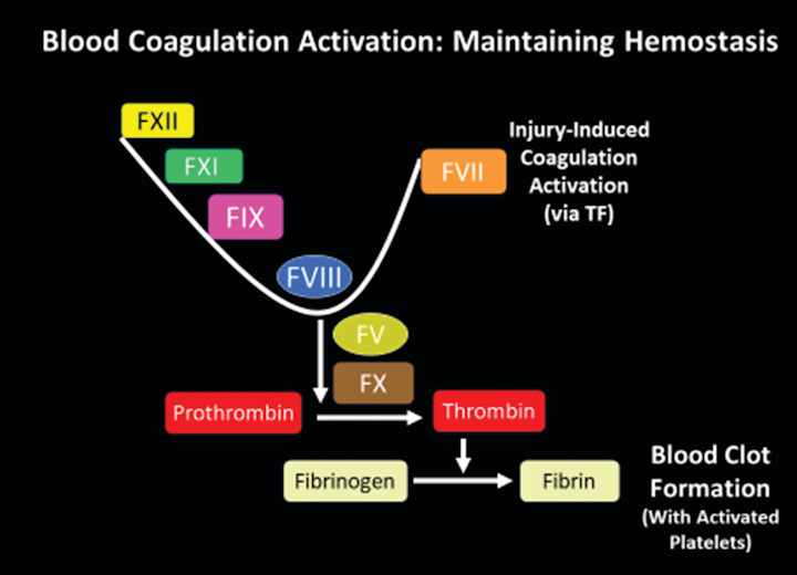 Figure 1. Blood coagulation cascade, in response to injury via tissue factor (TF) / factor VII (FVII) activation. Hemophilia A (HA) is caused by deficiency in factor VIII (FVIII, shown as blue circle above). Hemophilia B (HB) is caused by deficiency in factor IX (FIX, shown as pink square above). Other abbreviations: factor XII (FXII), factor XI (FXI), factor X (FX), and factor V (FV).