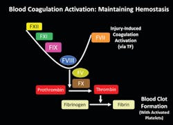 Figure 1. Blood coagulation cascade, in response to injury via tissue factor (TF) / factor VII (FVII) activation. Hemophilia A (HA) is caused by deficiency in factor VIII (FVIII, shown as blue circle above). Hemophilia B (HB) is caused by deficiency in factor IX (FIX, shown as pink square above). Other abbreviations: factor XII (FXII), factor XI (FXI), factor X (FX), and factor V (FV). Figure 1. Blood coagulation cascade, in response to injury via tissue factor (TF) / factor VII (FVII) activation. Hemophilia A (HA) is caused by deficiency in factor VIII (FVIII, shown as blue circle above). Hemophilia B (HB) is caused by deficiency in factor IX (FIX, shown as pink square above). Other abbreviations: factor XII (FXII), factor XI (FXI), factor X (FX), and factor V (FV).