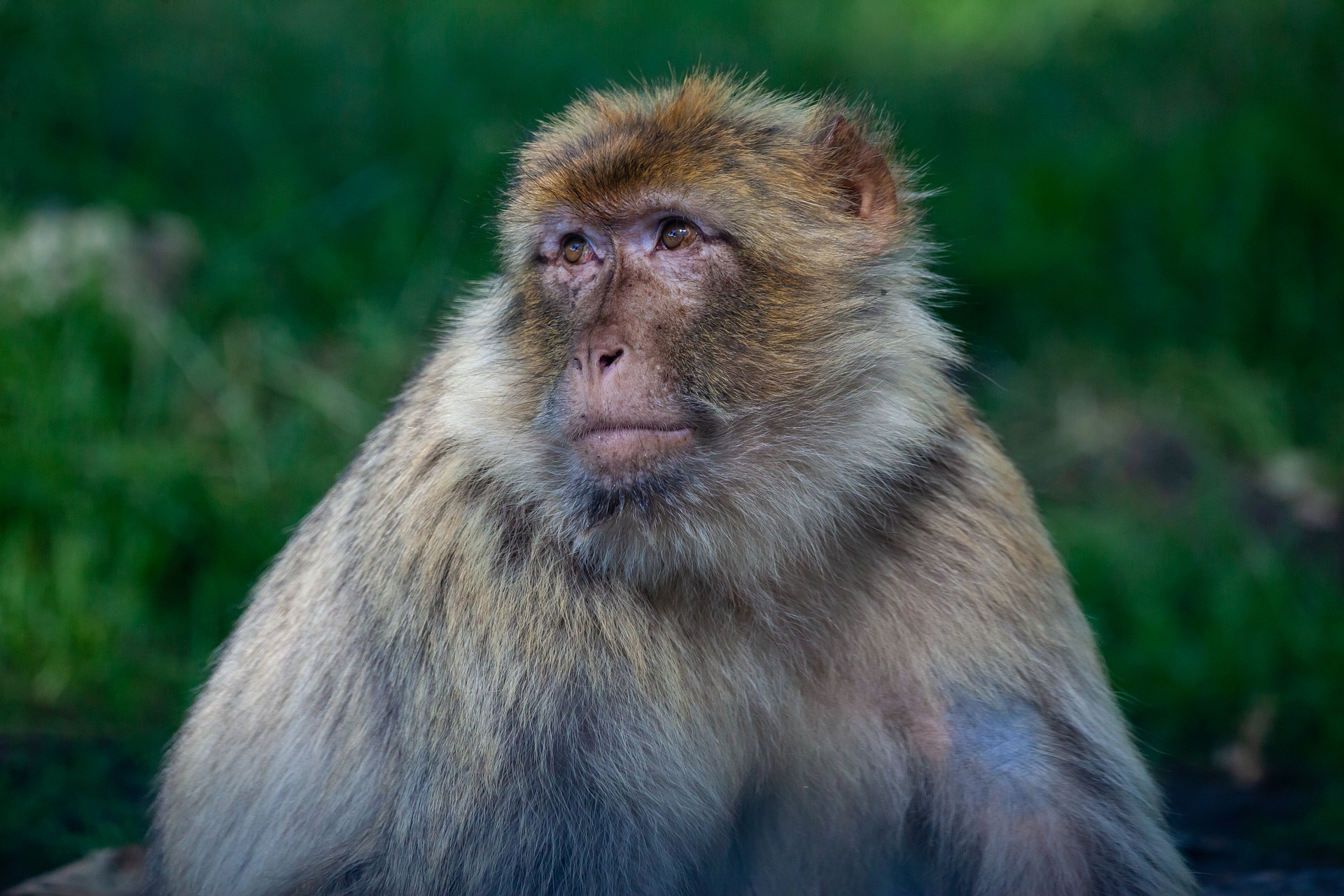 Barbary Macaque 4366010 1920 5d515e70aa1ed