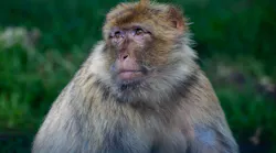 Barbary Macaque 4366010 1920