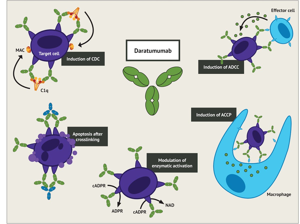Figure 2. The various immune mechanisms of the anti-tumor activity of Daratumumab6