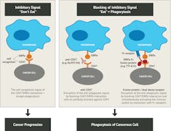 Figure 3. Proposed mechanism of action of CD47‐targeted anti‐tumor therapy11 Figure 3. Proposed mechanism of action of CD47‐targeted anti‐tumor therapy11
