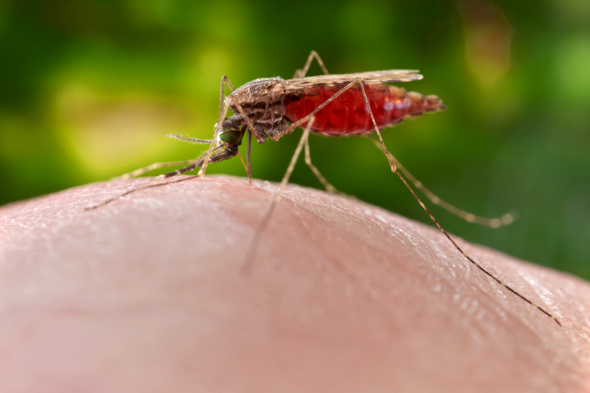 Cdc Malaria 18762 5e4d40f141ce4
