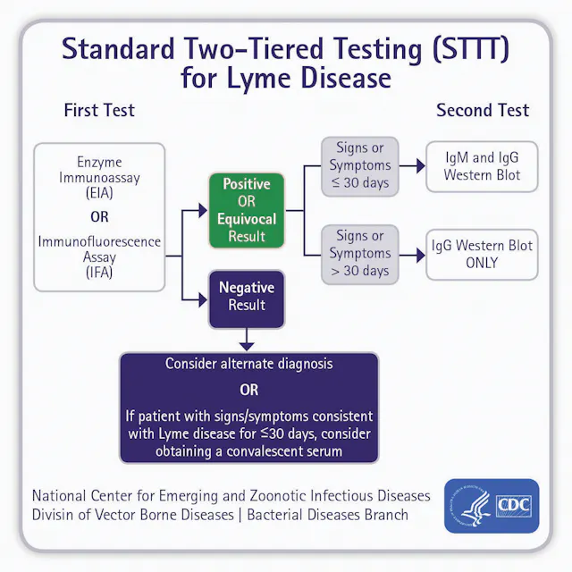 Tier Testing Improved detection of acute Lyme disease with MTTT | Medical Laboratory ...