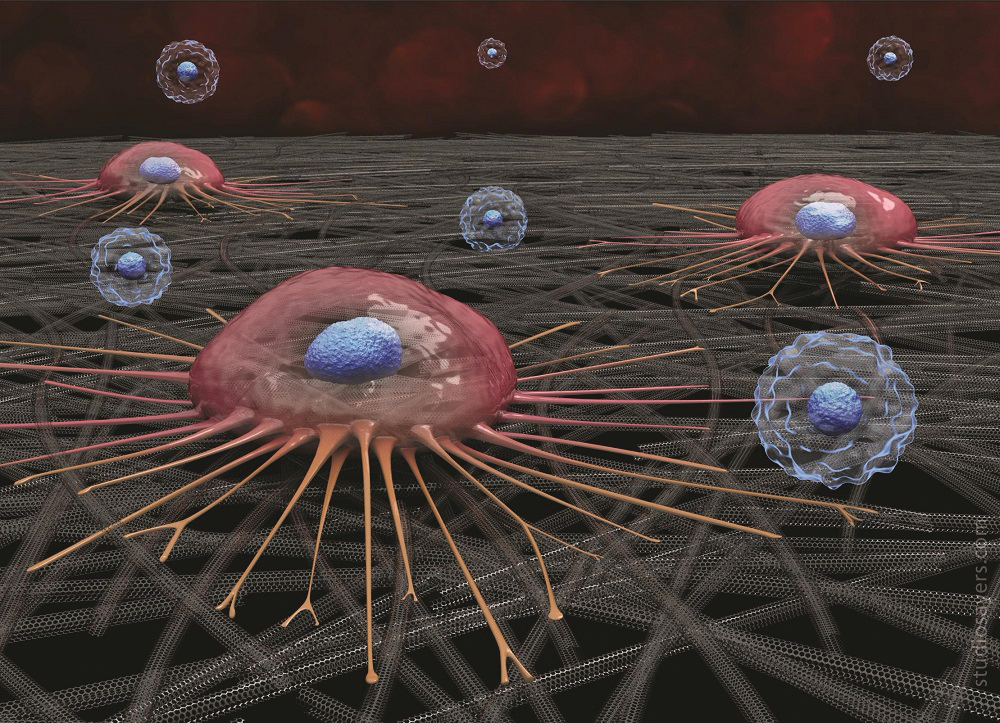 A circulating cancer cell (pink) attaches to carbon nanotube surface; white blood cells (blue) do not adhere and are later washed away.