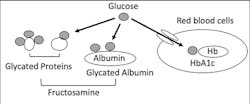 Figure 2: Location and structure of HbA1c (A1C), Glycated Albumin (GA) and Fructosamine Figure 2: Location and structure of HbA1c (A1C), Glycated Albumin (GA) and Fructosamine