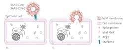 Figure 1. SARS-CoV-2 gains entry to epithelial cells by binding to the ACE2 receptor after priming by the membrane-bound serine protease TMPRSS2 (a). The viral membrane then fuses with the cellular membrane, enabling transmission of its RNA genome into the cell, where it can replicate (b). Artist’s rendition. Virus and cell are not drawn to relative scale or exact shape.5 Figure 1. SARS-CoV-2 gains entry to epithelial cells by binding to the ACE2 receptor after priming by the membrane-bound serine protease TMPRSS2 (a). The viral membrane then fuses with the cellular membrane, enabling transmission of its RNA genome into the cell, where it can replicate (b). Artist’s rendition. Virus and cell are not drawn to relative scale or exact shape.5