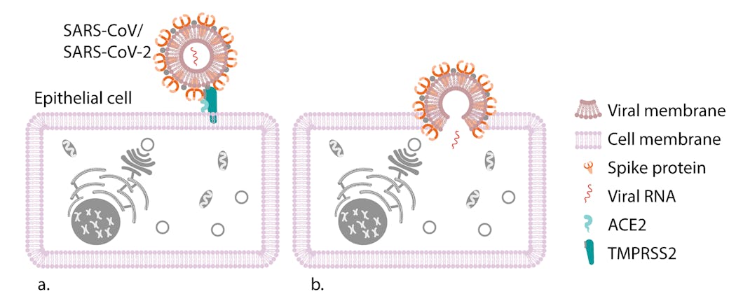 Figure 1. SARS-CoV-2 gains entry to epithelial cells by binding to the ACE2 receptor after priming by the membrane-bound serine protease TMPRSS2 (a). The viral membrane then fuses with the cellular membrane, enabling transmission of its RNA genome into the cell, where it can replicate (b). Artist&rsquo;s rendition. Virus and cell are not drawn to relative scale or exact shape.5