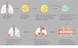Figure 2a Normal Immune Response Gray Backgroundv2 Figure 2a Normal Immune Response Gray Backgroundv2