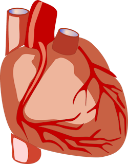 Pixabay Human Heart 5ecd262590f0f Pixabay Human Heart 5ecd262590f0f