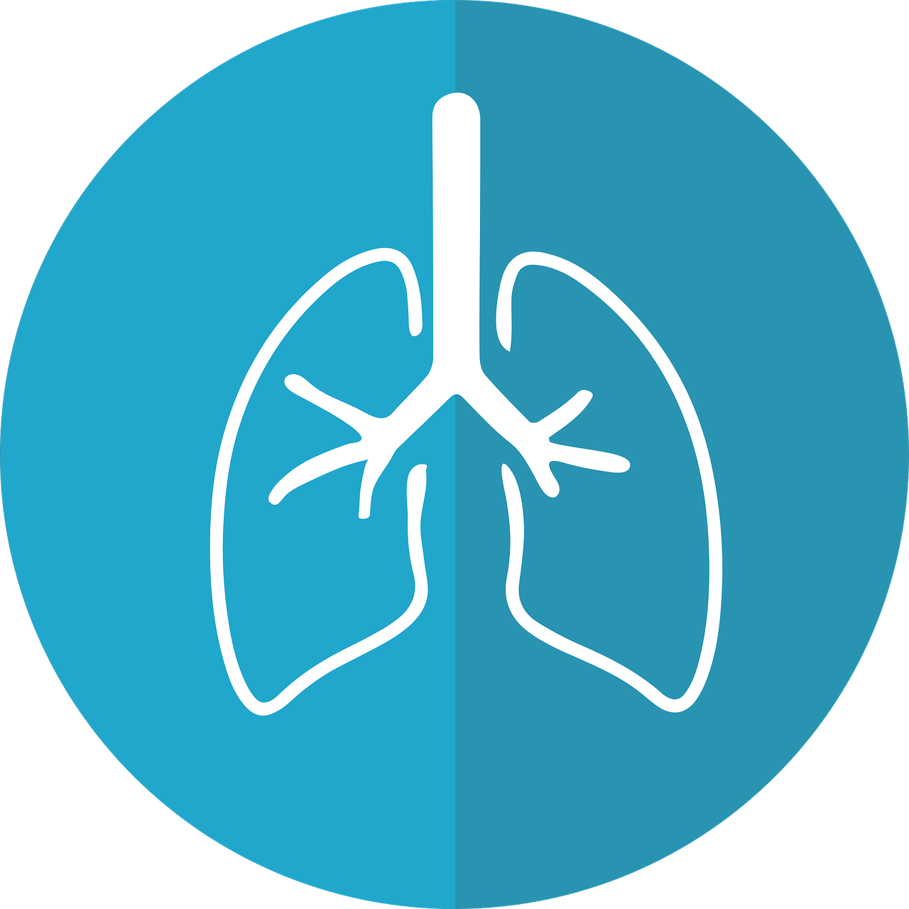 Pixabay Lungs 2803208 1280 5eb415f091cbd