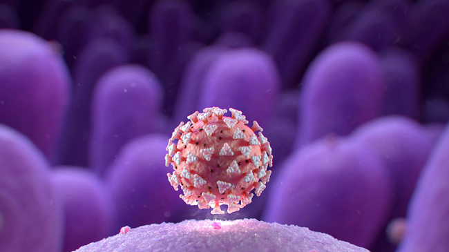 20 Ccc 1893680 Sars Co V 2 Virus Microvillie 650x450 C Clinic 5f11999be1c4f