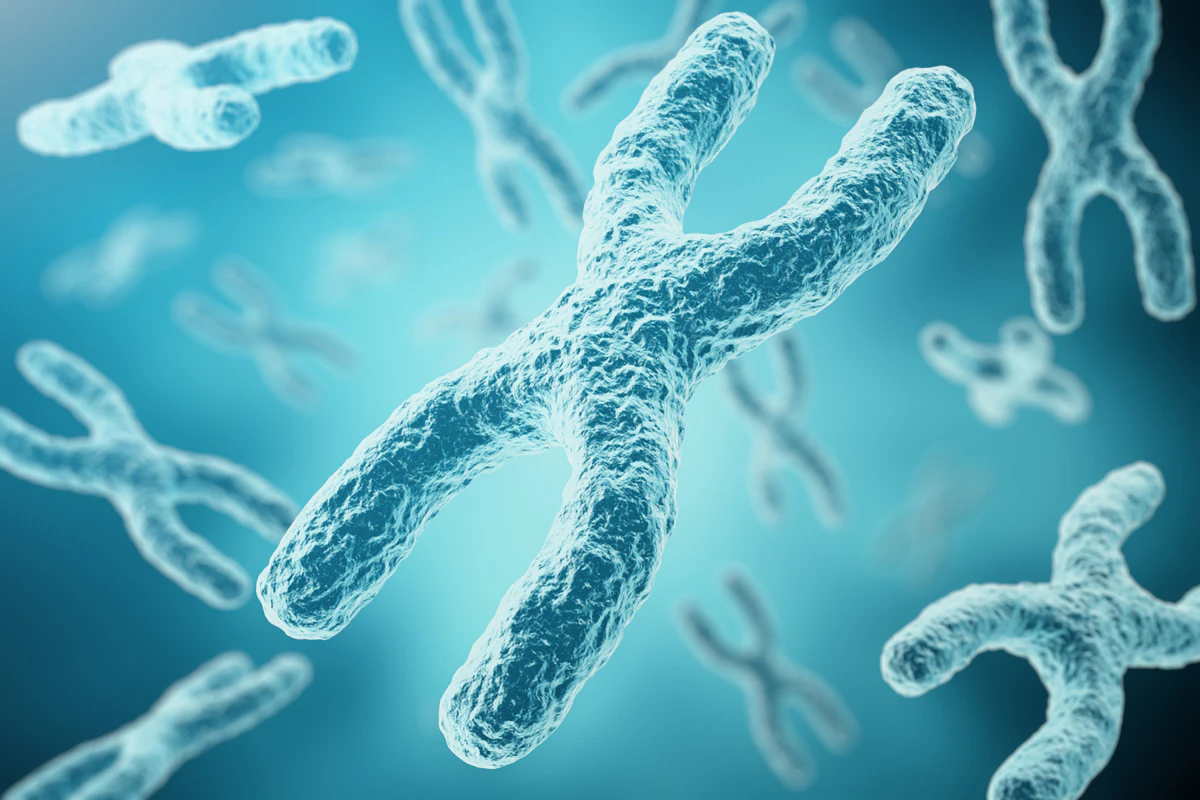 Nih Researchers Generate Complete Human X Chromosome Sequence Medical Laboratory Observer Genes that escape x inactivation are generally those associated with. nih researchers generate complete human