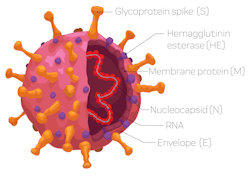 Schematic representation of the SARS-CoV-2 virus Schematic representation of the SARS-CoV-2 virus