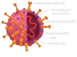 Schematic representation of the SARS-CoV-2 virus
