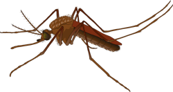 Pixabay Brazil 1300017 5f241bf3d650b Pixabay Brazil 1300017 5f241bf3d650b