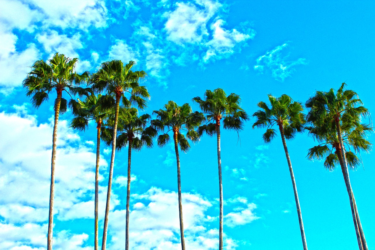 Pixabay Palm Trees 1277243 1280 5f216d029d60e