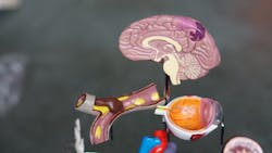 Un Splash Human Brain Robina Weermeijer Iuu Wgxec50 U Unsplash 5f032115945f9 Un Splash Human Brain Robina Weermeijer Iuu Wgxec50 U Unsplash 5f032115945f9