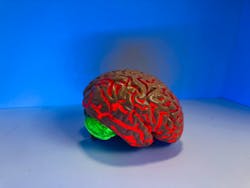 Unsplash Brain Natasha Connell Byp5 T Tx Ub L0 Unsplash 5f0c55a31dc90 Unsplash Brain Natasha Connell Byp5 T Tx Ub L0 Unsplash 5f0c55a31dc90