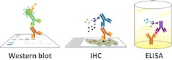Figure 1: Common applications for antibodies. Figure 1: Common applications for antibodies.