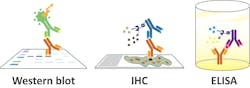 Figure 1: Common applications for antibodies. Figure 1: Common applications for antibodies.