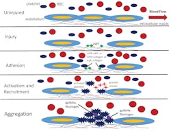 Figure 1: Mechanism of Platelet Activation, Adhesion, and Aggregation Legend: The process of platelet activation in maintaining hemostasis, starting from the top basal state then proceeding down to the final aggregation outcome. Abbreviations included: red blood cell (RBC), von Willebrand Factor (vWF), glycoprotein (GP). Figure 1: Mechanism of Platelet Activation, Adhesion, and Aggregation Legend: The process of platelet activation in maintaining hemostasis, starting from the top basal state then proceeding down to the final aggregation outcome. Abbreviations included: red blood cell (RBC), von Willebrand Factor (vWF), glycoprotein (GP).