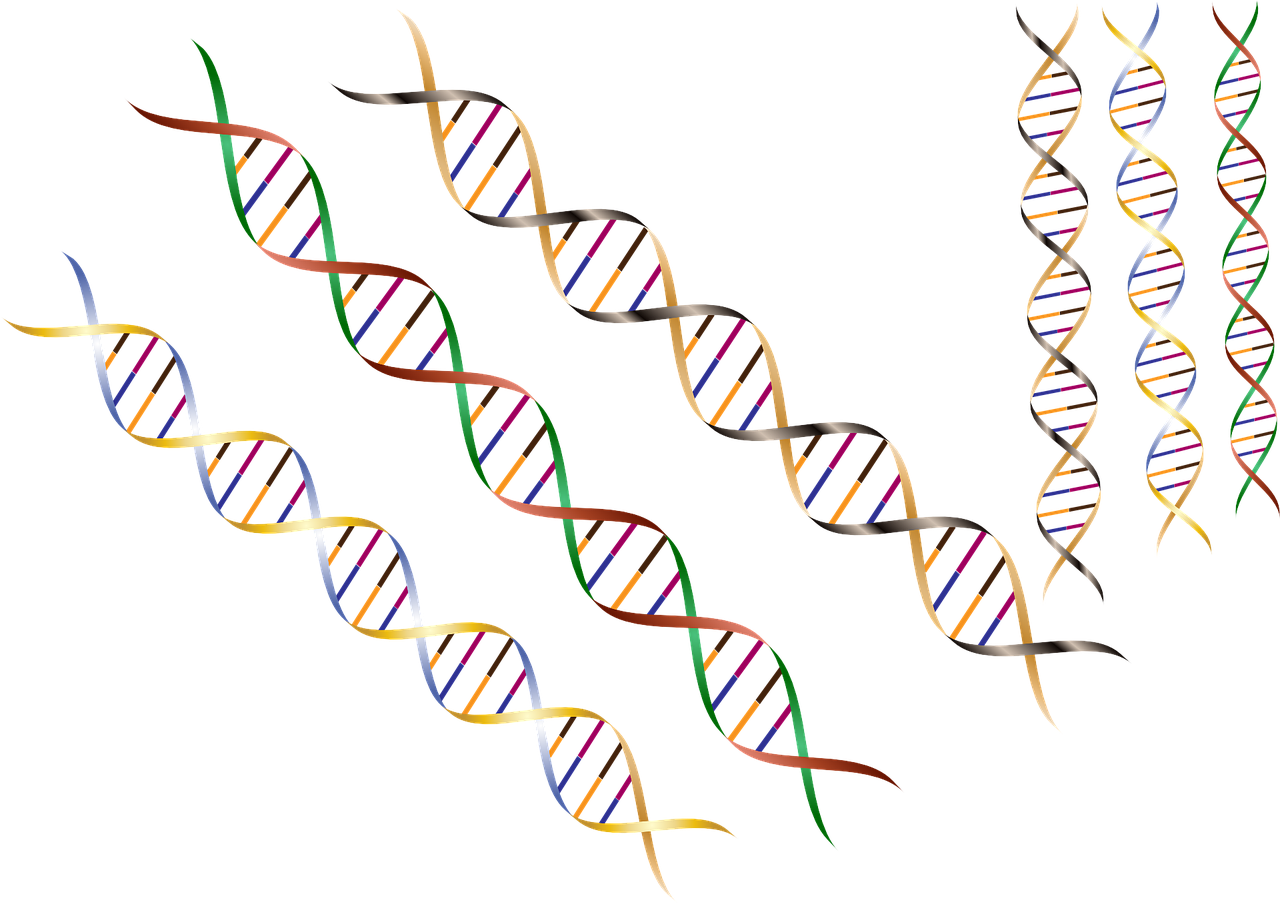 Pixabay Dna 1116336 1280 5f4e485e2972f