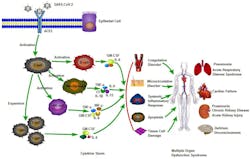 Figure 1. ACE2 Involvement in cytokine storm initiation Source: Tong, T., Wu, Y., Ni, W. et al. The potential insights of Traditional Chinese Medicine on treatment of COVID-19. Chin Med 15, 51 (2020). https://doi.org/10.1186/s13020-020-00326-w Figure 1. ACE2 Involvement in cytokine storm initiation Source: Tong, T., Wu, Y., Ni, W. et al. The potential insights of Traditional Chinese Medicine on treatment of COVID-19. Chin Med 15, 51 (2020). https://doi.org/10.1186/s13020-020-00326-w